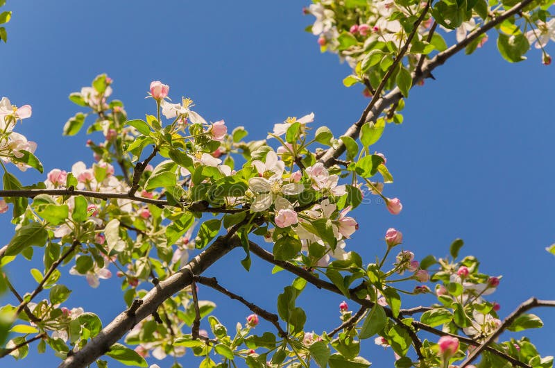 Blooming apple tree in springtime. royalty free stock photography