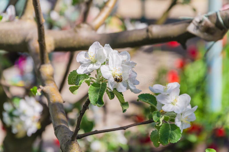 Blooming apple tree in springtime. royalty free stock photo