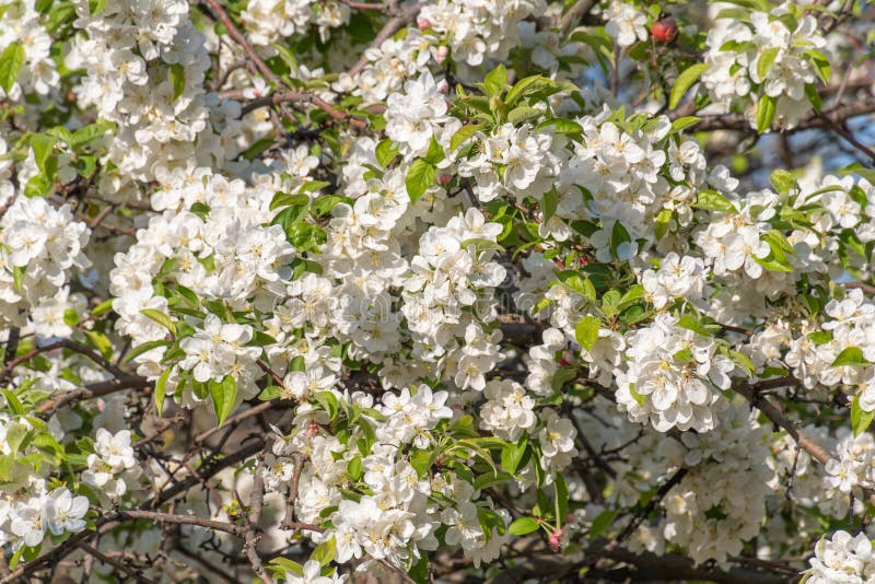 Blooming Apple Tree White Blossoms Close Up Shot for Use As Texture