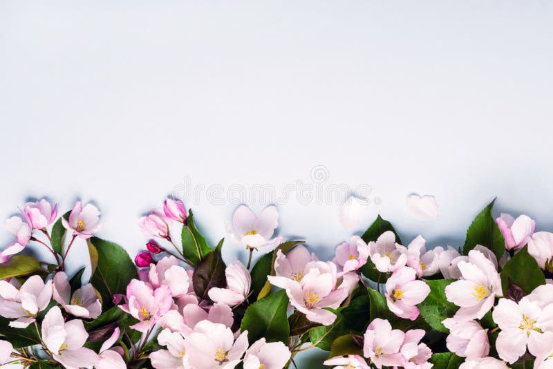 Blooming apple trees border. Beautiful blooming spring background with copy space