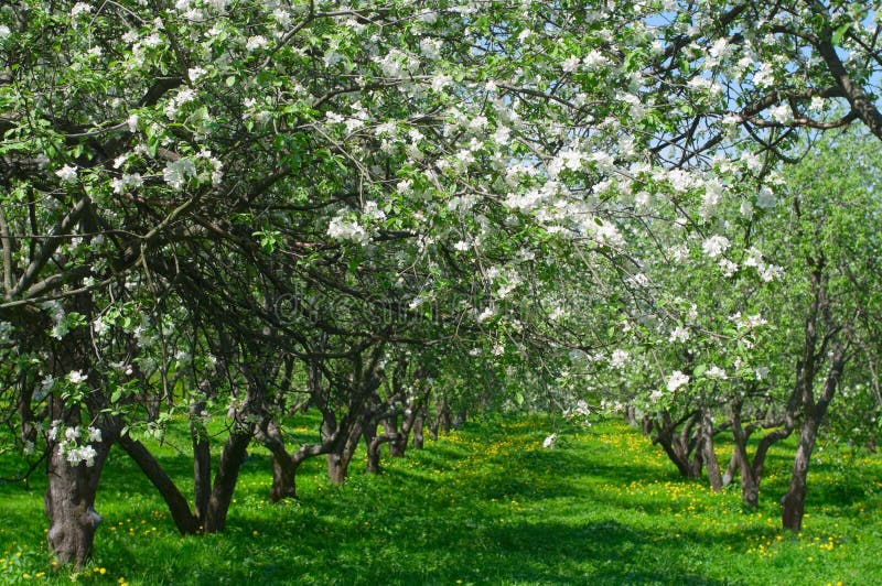 Blooming apple trees in the garden royalty free stock photo
