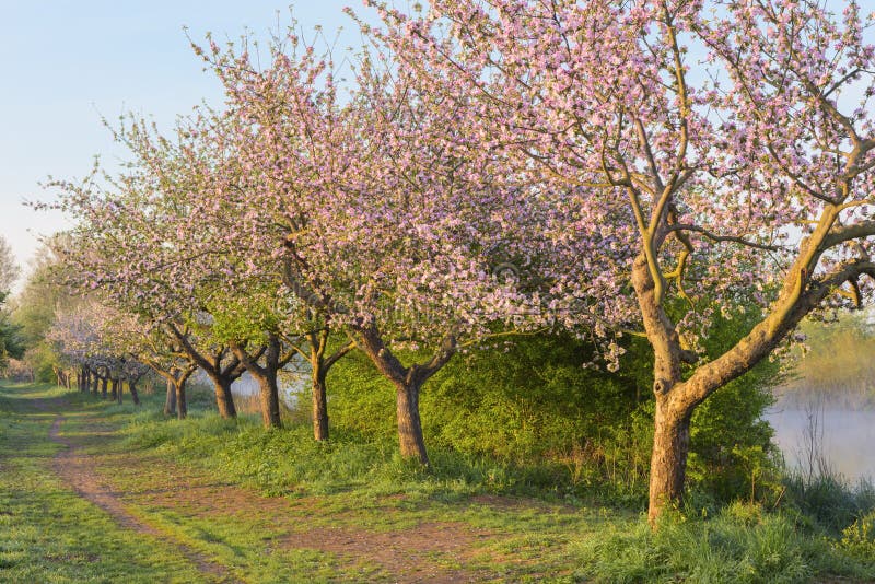 Blooming apple trees stock photography