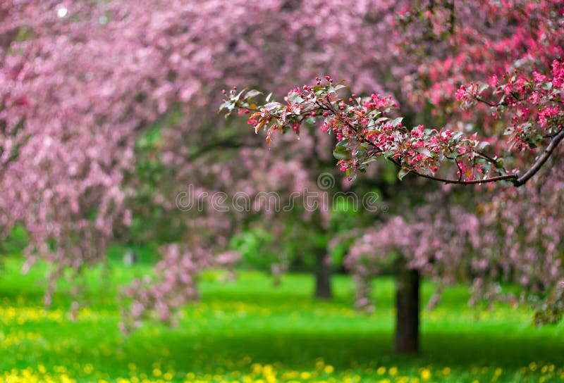 Blooming apple trees in the park stock image