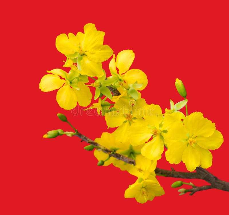 Blooming apricot branch, isolated on red