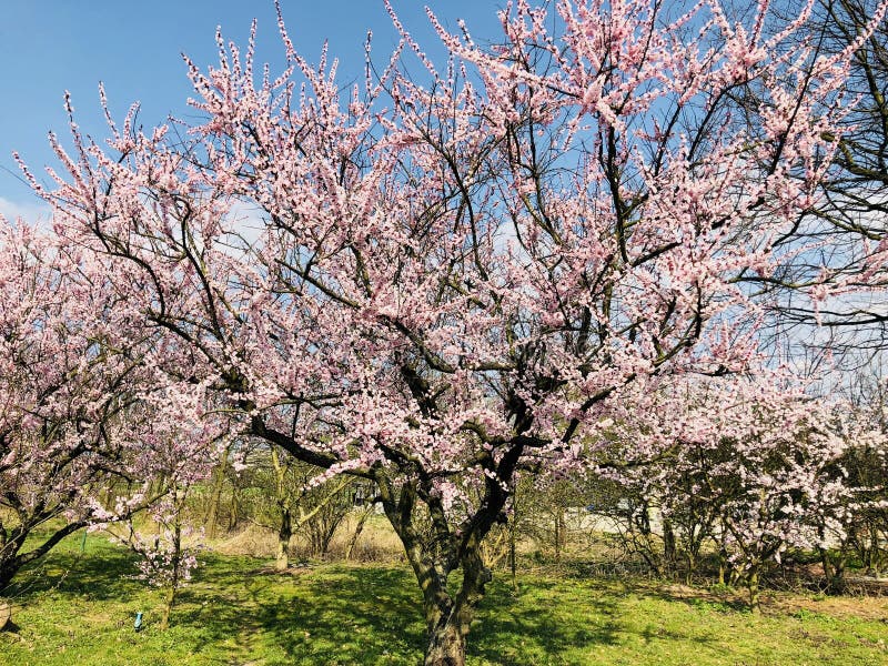 Абрикосовые сады в Горном Дагестане - Botanchik.ru