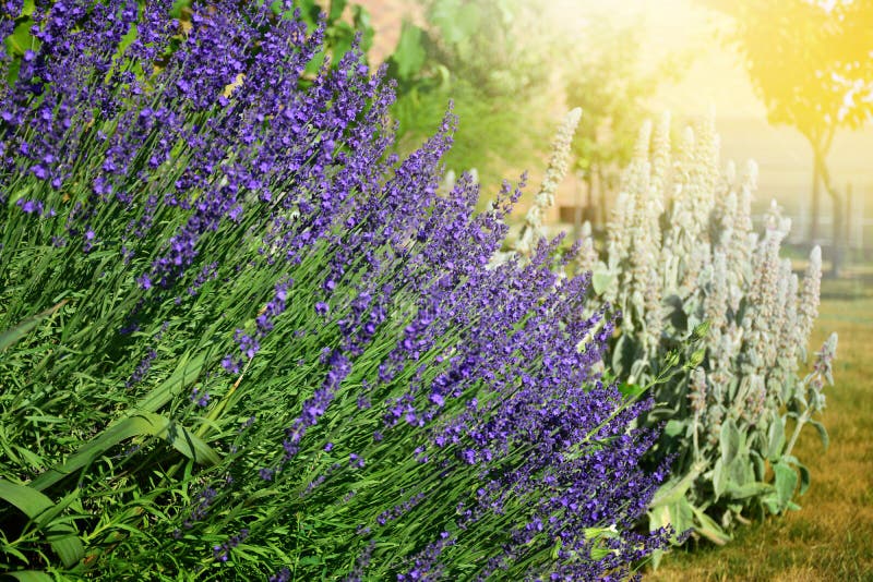 Blooming Aromatic Lavender Plant in Modern Backyard Stock Photo Image