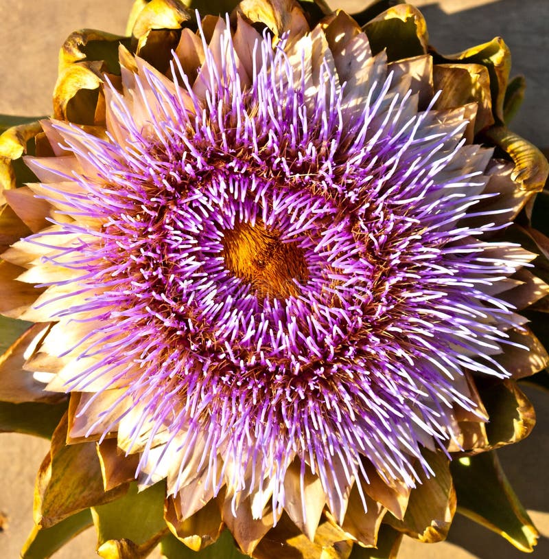 Blooming Artichoke Flowers in Vase Stock Photo Image of artichoke