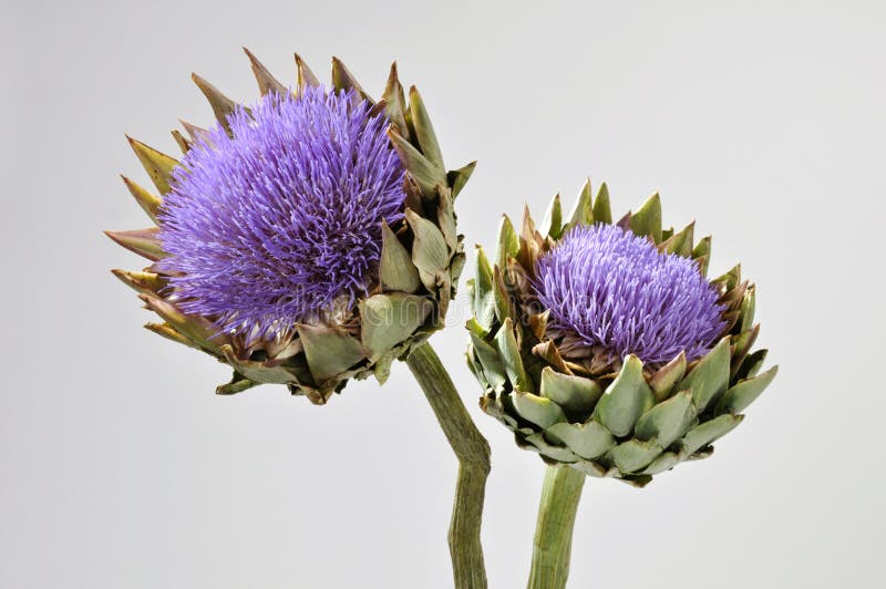 Blooming Artichoke Flowers stock image. Image of purple 14180123