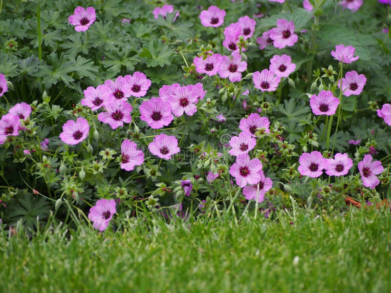 Ashy Cranesbill - Geranium cinereum `Ballerina`