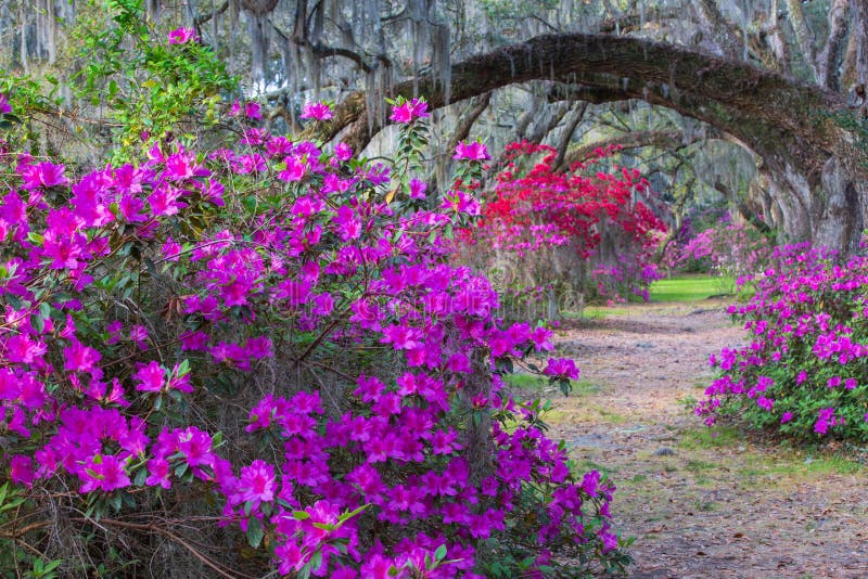 Pink, purple and red azaleas bloom in spring under the arch of live oak trees dripping with hanging Spanish moss in Charleston, South Carolina. Pink, purple and red azaleas bloom in spring under the arch of live oak trees dripping with hanging Spanish moss in Charleston, South Carolina.