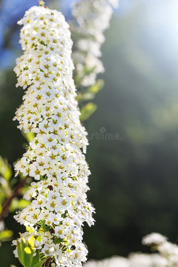 Blooming beautiful branch of spiraea cinerea in vertical position, best for design projects. A branch of white spiraea. Thunbergii. Beauty blossoming bush with royalty free stock images Blooming beautiful branch of spiraea cinerea in vertical position, best for design projects. A branch of white spiraea. Thunbergii. Beauty blossoming bush with royalty free stock images