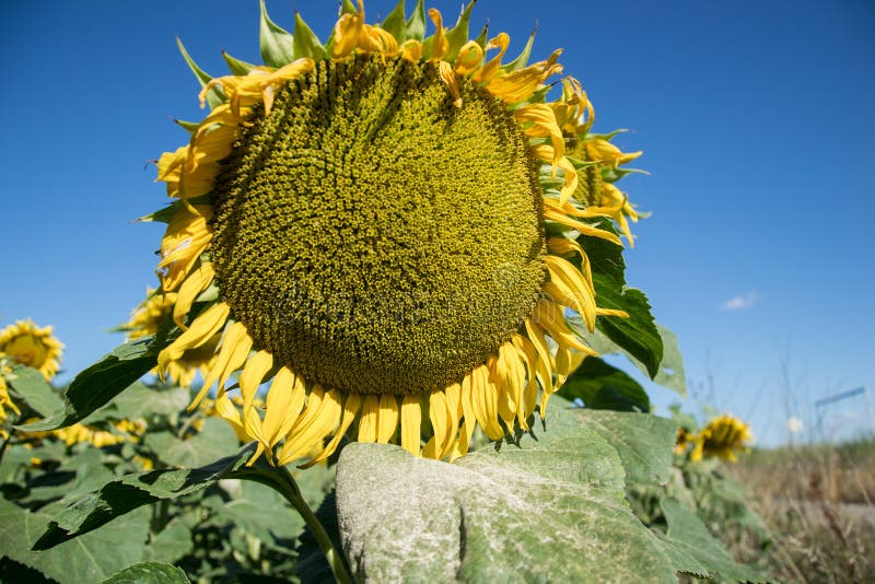 Blooming big sunflowers Helianthus annuus plants on field in summer time. Flowering bright yellow sunflowers background