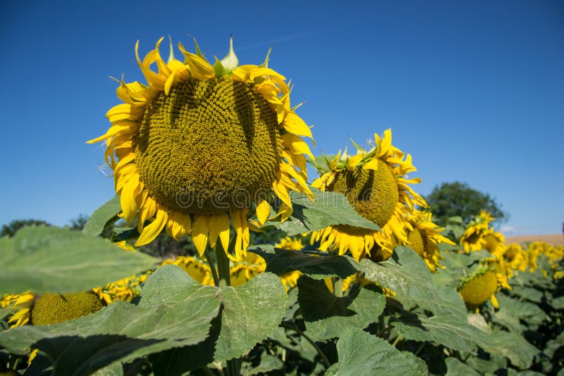 Blooming big sunflowers Helianthus annuus plants on field in summer time. Flowering bright yellow sunflowers background