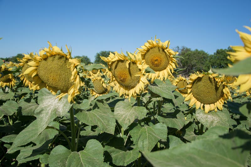 Blooming big sunflowers Helianthus annuus plants on field in summer time. Flowering bright yellow sunflowers background