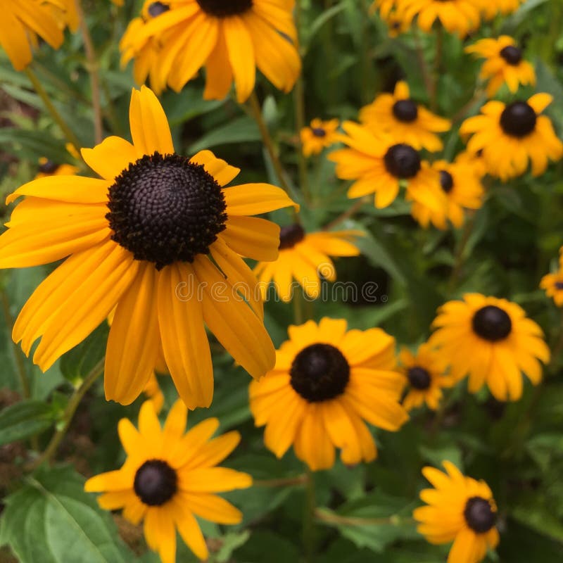 Blooming Black-Eyed-Susan Flowers (Rudbeckia hirta)