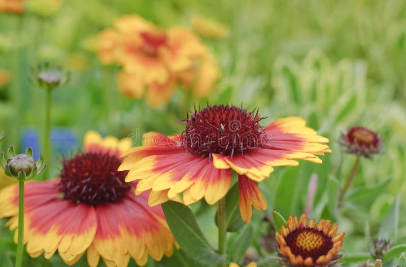 Blooming blanket flower in spring garden