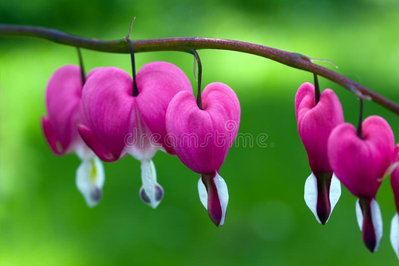 Blooming bleeding heart flowers in Spring garden