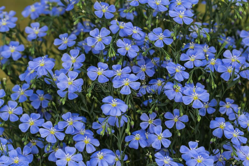 Blooming blue cosmos stock image. Image of beautiful - 41669839