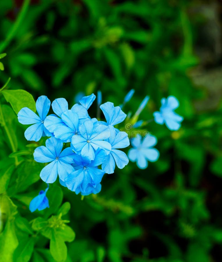 The blooming blue flowers Plumbago Auriculata stock photography The blooming blue flowers Plumbago Auriculata stock photography