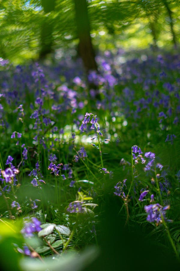 Blooming Bluebells flower in spring, United Kingdom