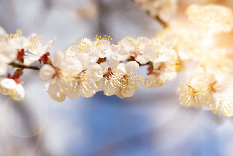Blooming boom in het voorjaar, verse witte bloemen op de tak van de fruitboom, bloemenbloei abstracte bloei achtergrond stock fotografie Blooming boom in het voorjaar, verse witte bloemen op de tak van de fruitboom, bloemenbloei abstracte bloei achtergrond stock fotografie