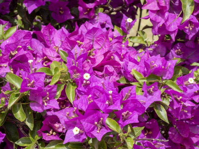 Blooming Bougainvillea Are Everywhere Along The Roads Of Sardinia Stock Image Image Of Sardinia Garden