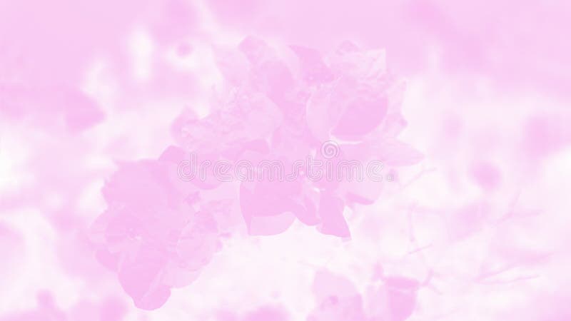 Blooming Bougainvillea Flowers Background. Pink and White Color Background  with Flower Pattern. 16:9 Panoramic Format Stock Photo - Image of  panoramic, beautiful: 173995894