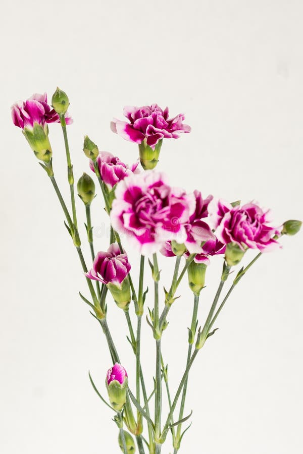 307 Bouquet Three Carnations Stock Photos - Free & Royalty-Free Stock ...