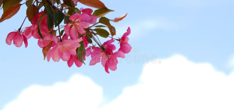 Blooming branch royalty free stock photography