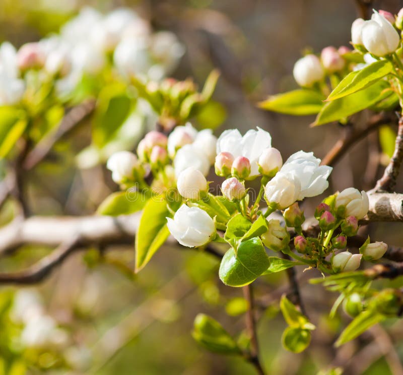 Blooming branch of apple tree stock images