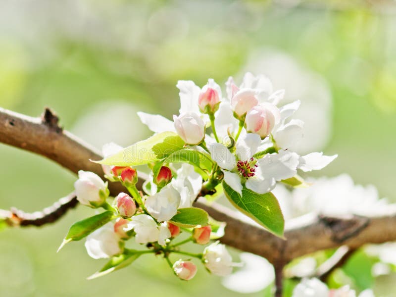 A blooming branch of apple tree royalty free stock photos