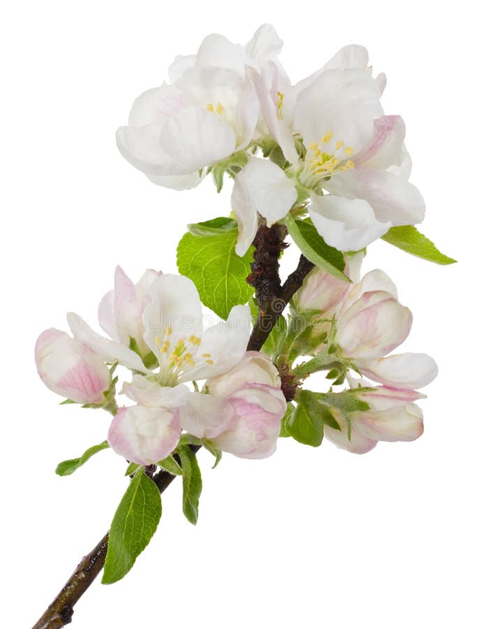 Blooming branch of apple tree royalty free stock images
