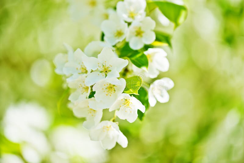 A blooming branch of apple tree stock image