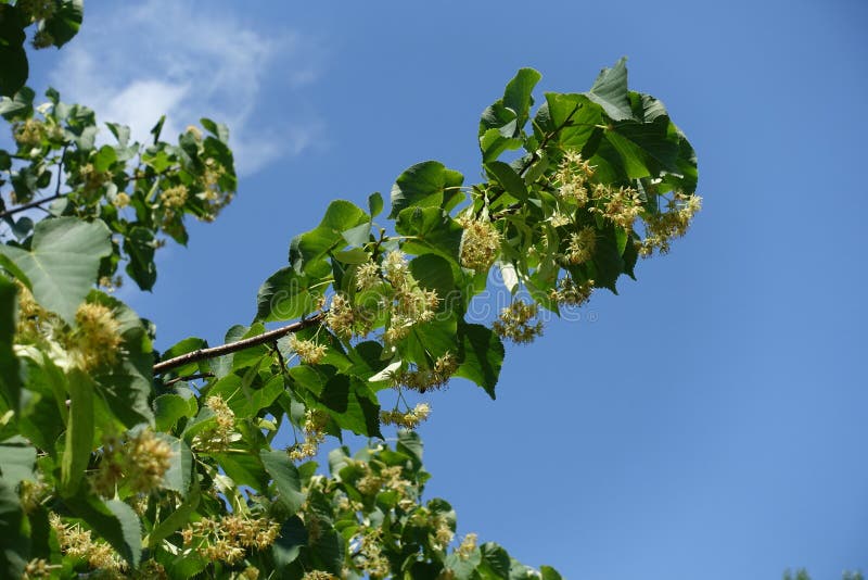 Blooming Branch Of Linden Against Blue Sky In Mid June Stock Image ...