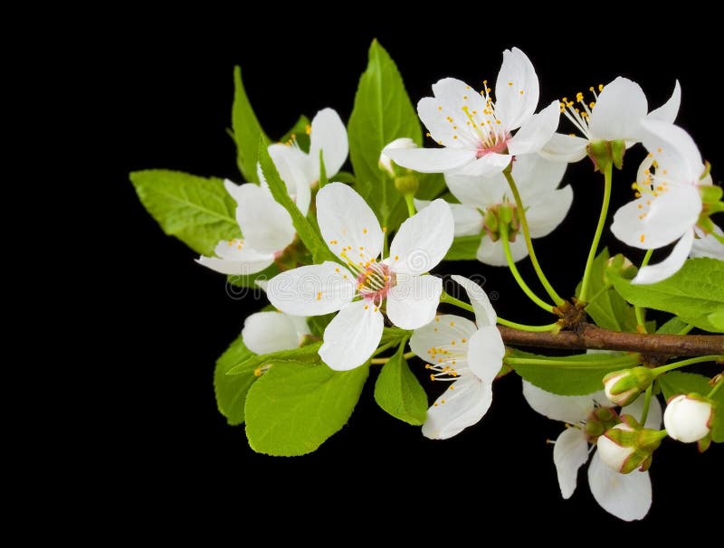 Blooming branch of plum tree stock image