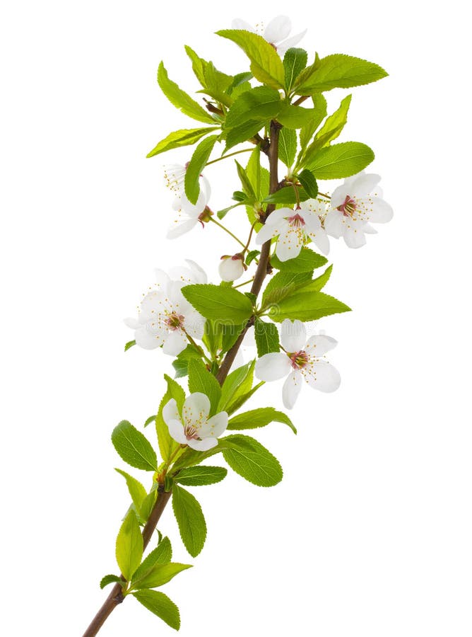 Blooming branch of plum tree stock image