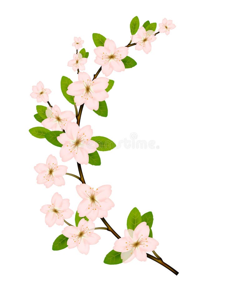 Pink spring blossom stock photo. Image of flowers, nature - 28441792