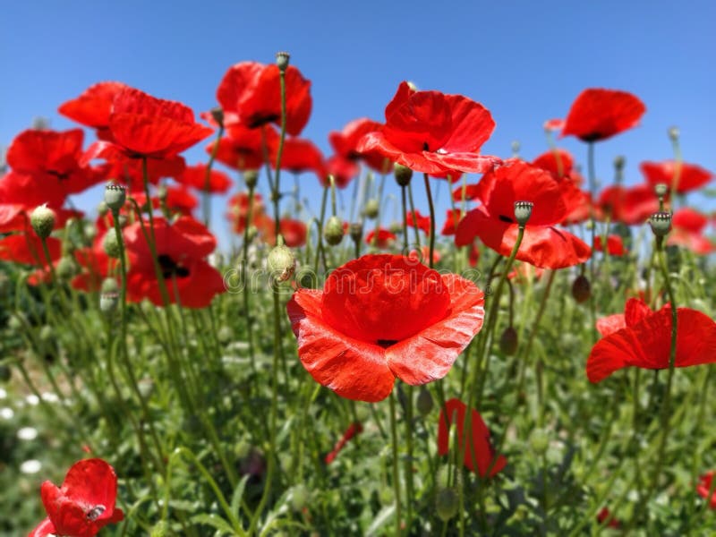 Blooming bright red poppies on the field. Wild beautiful flowers. Blue sky in the background. Tender flower petals glisten in the