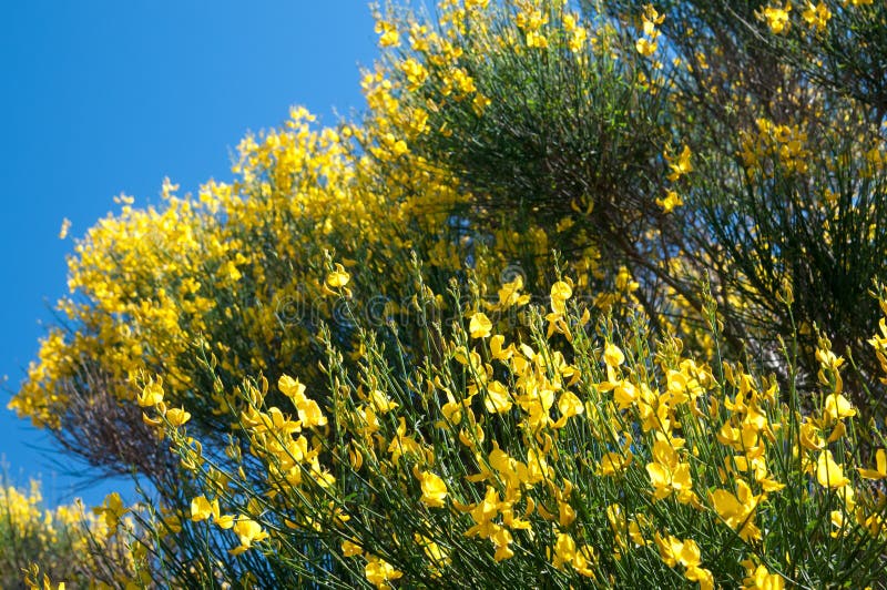ornamental broom plant ornamental broom plant