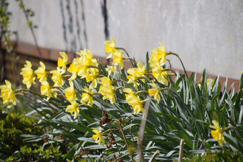 Blooming Buds of Daffodils in Flower Bed Stock Image Image of jonquil