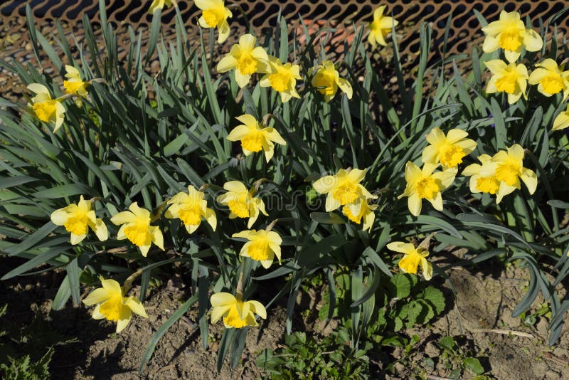 Blooming Buds of Daffodils in Flower Bed Stock Image Image of