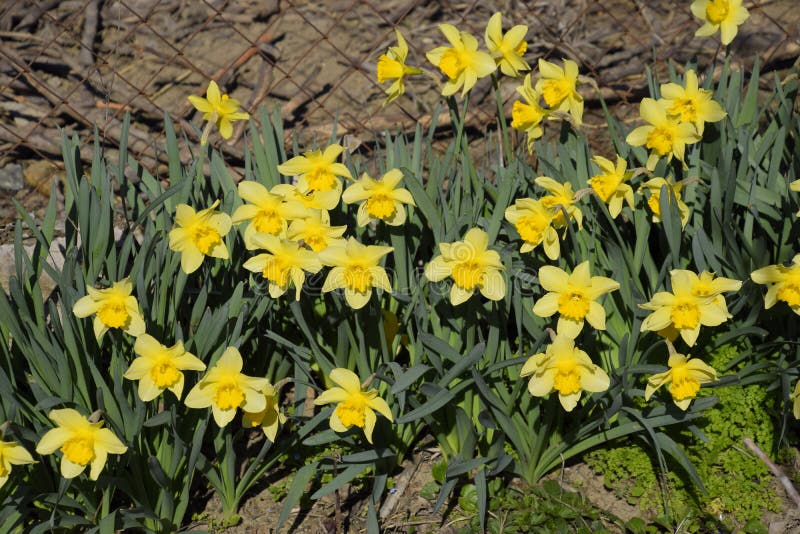 Blooming Buds of Daffodils in Flower Bed Stock Photo Image of lush