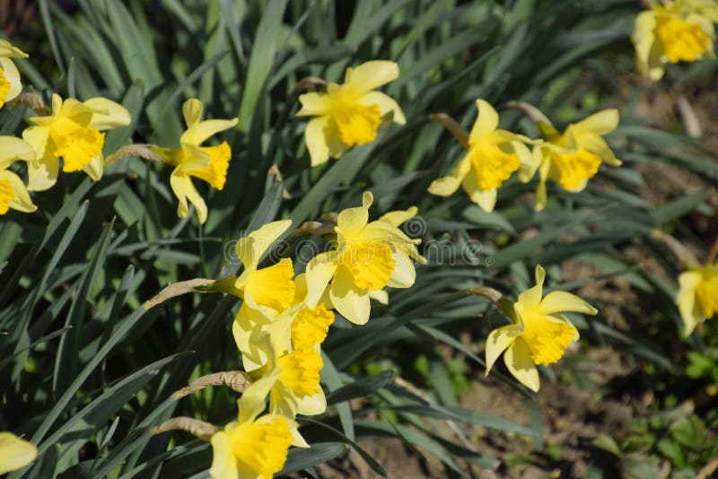 Blooming Buds of Daffodils in Flower Bed Stock Image Image of
