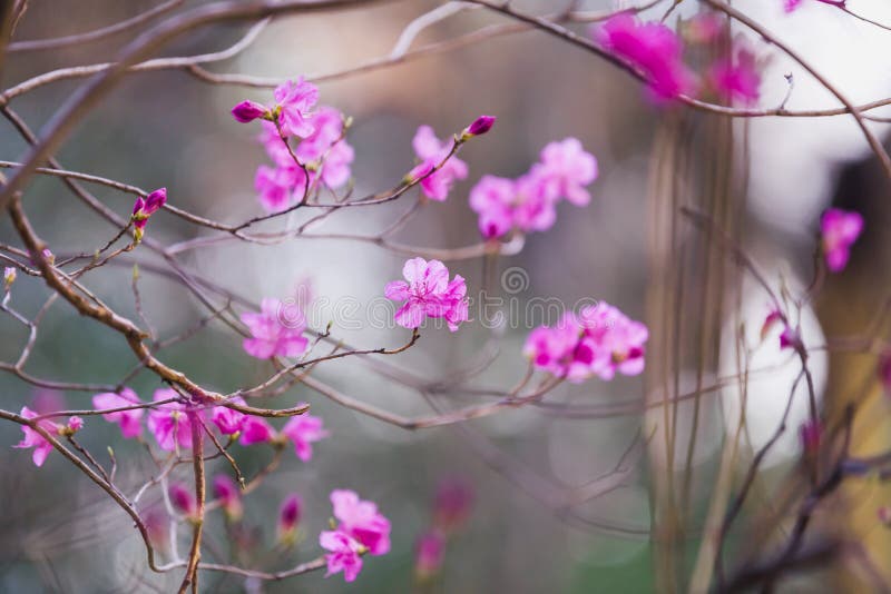 A flowers in pink on fall bush images bright