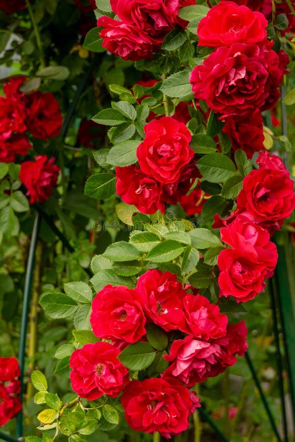 Red climbing rose bush stock image. Image of bright - 236285341