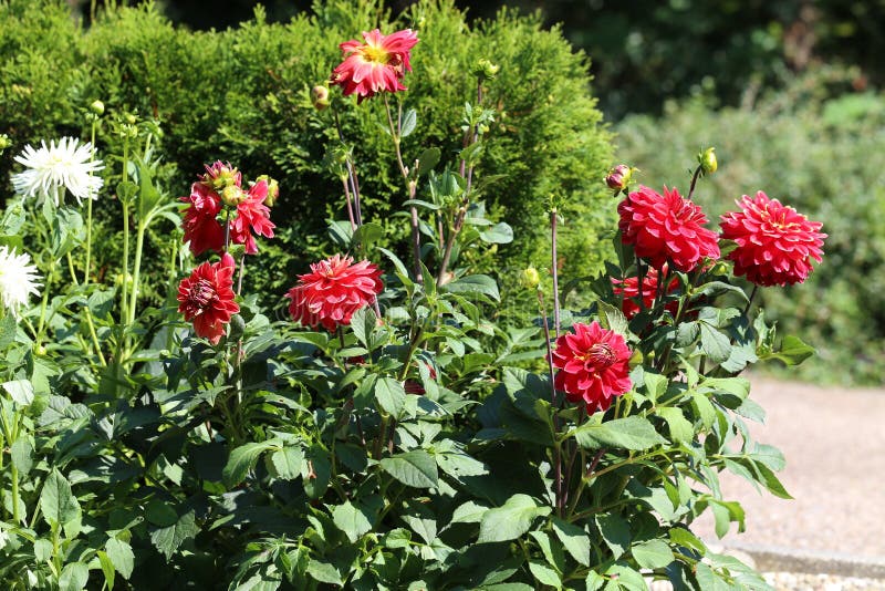 Blooming Bush of Red Dahlia Flowers Stock Photo Image of dahlia