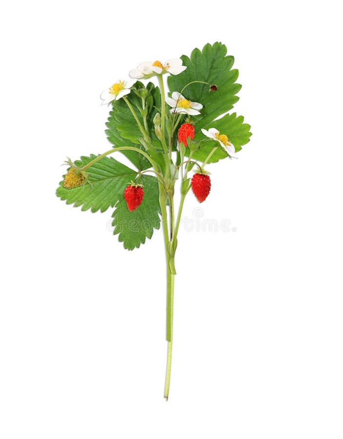 Blooming bush of strawberries