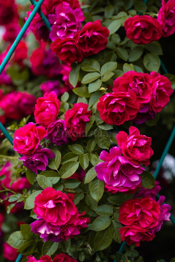 The Blooming Bushes of Roses in the Garden. Background of Rose Bushes
