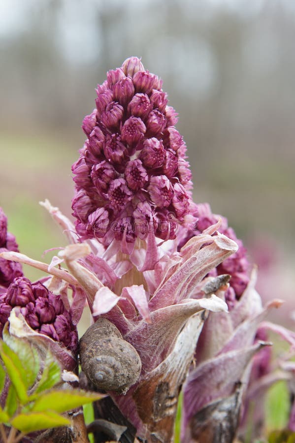 Blooming butterbur