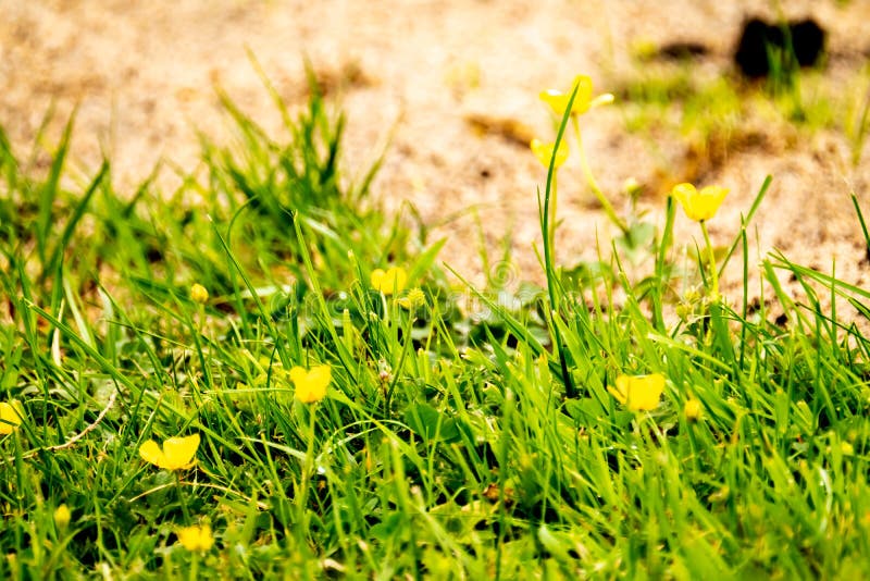 Blooming Buttercup in Spring on a Lawn Stock Photo Image of fresh